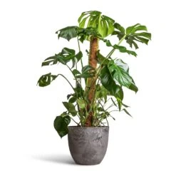 Monstera Deliciosa - Swiss Cheese Plant - Moss Pole -Greencore Store Monstera deliciosa Swiss Cheese Plant Moss Pole 27x120cm Bola Artstone Plant Pot Grey 38x33cm 2