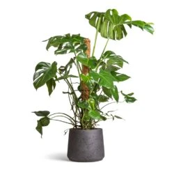 Patt Plant Pot - Black Washed -Greencore Store Monstera deliciosa Swiss Cheese Plant Moss Pole 27x120cm Patt Plant Pot Black Washed 34x29cm ab2149e8 7db8 44c9 98fb c2395be54661