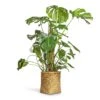 Monstera Deliciosa - Swiss Cheese Plant - Moss Pole -Greencore Store Monstera deliciosa Swiss Cheese Plant Moss Pole 27x120cm Zayn Bamboo Planter 31.5x33cm 2