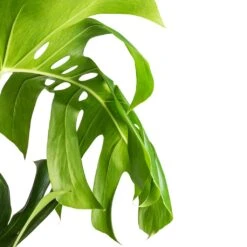 Monstera Deliciosa - Swiss Cheese Plant - Moss Pole -Greencore Store Monstera deliciosa Swiss Cheese Plant Moss Pole Swatch