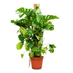 Monstera Deliciosa - Swiss Cheese Plant - Moss Pole -Greencore Store Monstera deliciosa moss pole 40x160cm