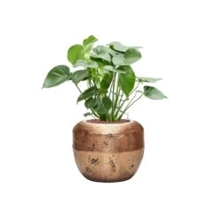 Opus Raw Couple Planter - Gold -Greencore Store Monsteradeliciosa Hydroculture OpusRawCouplePlanter Gold