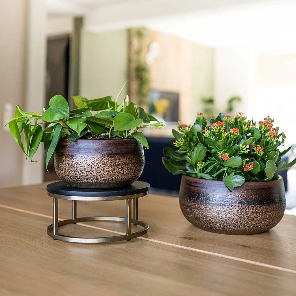 Mya Plant Bowl - Deep Champagne 4 Mya Plant Bowl - Deep Champagne - Image 2