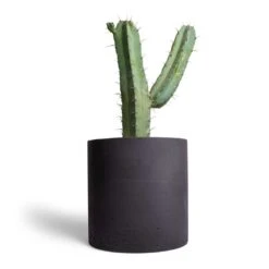 Puk Plant Pot - Black Washed -Greencore Store Myrtillocactus geometrizans Blue Myrtle Cactus 17x50cm Puk Plant Pot Black Washed 25x25cm 1559f7f3 af2f 4222 8eaa 521daa724c38