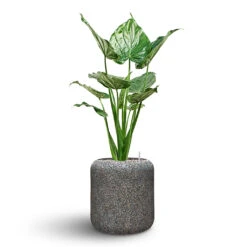 Naturescast Cylinder Planter - Grey -Greencore Store Naturescast Cylinder Planter Alocasia