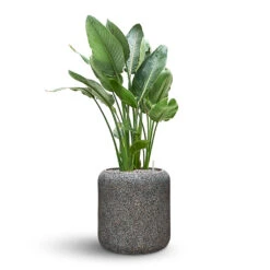 Naturescast Cylinder Planter - Grey -Greencore Store Naturescast Cylinder Planter Strelitzia