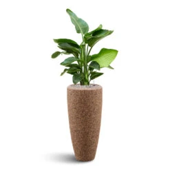 Naturescast Partner Planter - Natural -Greencore Store Naturescast Partner Planter strelitzia
