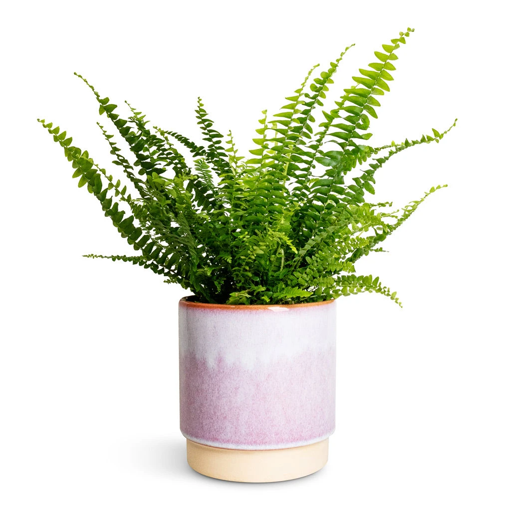 Copenhagen Plant Pot - Pink 7 Copenhagen Plant Pot - Pink - Image 5