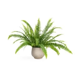 Mini Pixie Plant Pot - Grey Washed -Greencore Store Nephrolepis exaltata Bostoniensis Boston Fern 12x30cm Mini Pixie Plant Pot Grey Washed 18x15cm 217724f0 fc08 40a8 8e79 9f7a90ab5f06