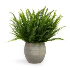 Dex Plant Pot - Earth -Greencore Store Nephrolepis exaltata Bostoniensis Boston Fern 17x40cm Dex Plant Pot Earth 22x20cm