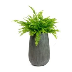 Patt High Plant Vase - Ridged Dark Grey -Greencore Store Nephrolepis exaltata Bostoniensis Boston Fern Patt High Plant Vase Ridged Dark Grey 72426f50 1d8d 409c b712 c400f9c87047