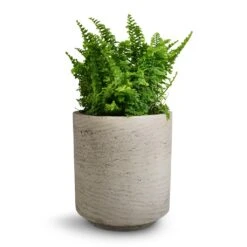 Suzi Plant Pot - Grey Washed -Greencore Store Nephrolepis exaltata Vitale Compact Sword Fern 12x20cm Suzi Plant Pot Grey Washed 15x16.5cm