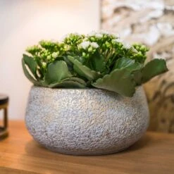 Noor Plant Bowl - Metallic Grey -Greencore Store Noor Plant Bowl Metallic Grey 2