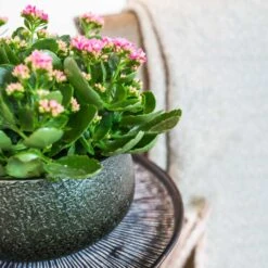 Noor Plant Bowl - Velvet Green 10 Noor Plant Bowl - Velvet Green -Greencore Store Noor Plant Bowl Velvet Green 1