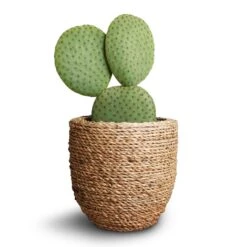 Cody Plant Pot - Straw Grass -Greencore Store Opuntia microdasys Bunny Ear Cactus 10.5x15cm Cody Plant Pot Straw Grass 3b3d646c 600a 49ac b3eb b6630979e44a