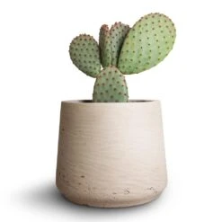 Patt Plant Pot - Grey Washed -Greencore Store Opuntia microdasys Bunny Ear Cactus 10.5x15cm Patt Plant Pot Grey Washed 7eacf662 3b29 429b b6f4 1321dbae0f22