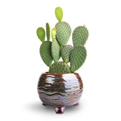 Dewi Plant Pot - Marrakesh 23 Dewi Plant Pot - Marrakesh -Greencore Store Opuntia microdasys Bunny Ear Cactus 12x20cm Dewi Plant Pot Marrakesh 18x14cm a680b3c4 dfe2 432e a6b1 4b79dce90d18