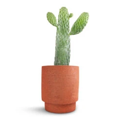 Chao Plant Pot - Terra -Greencore Store Opuntia rubescens Consolea Road Kill Cactus 17x35cm Chao Plant Pot Terra 19.5x22.5cm f66edb1c 7ecd 4465 9c25 fe643934be04