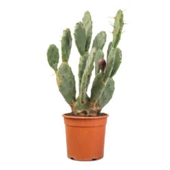 Opuntia Vulgaris - Prickly Pear Cactus -Greencore Store Opuntia vulgaris Prickly Pear Cactus 17x50cm
