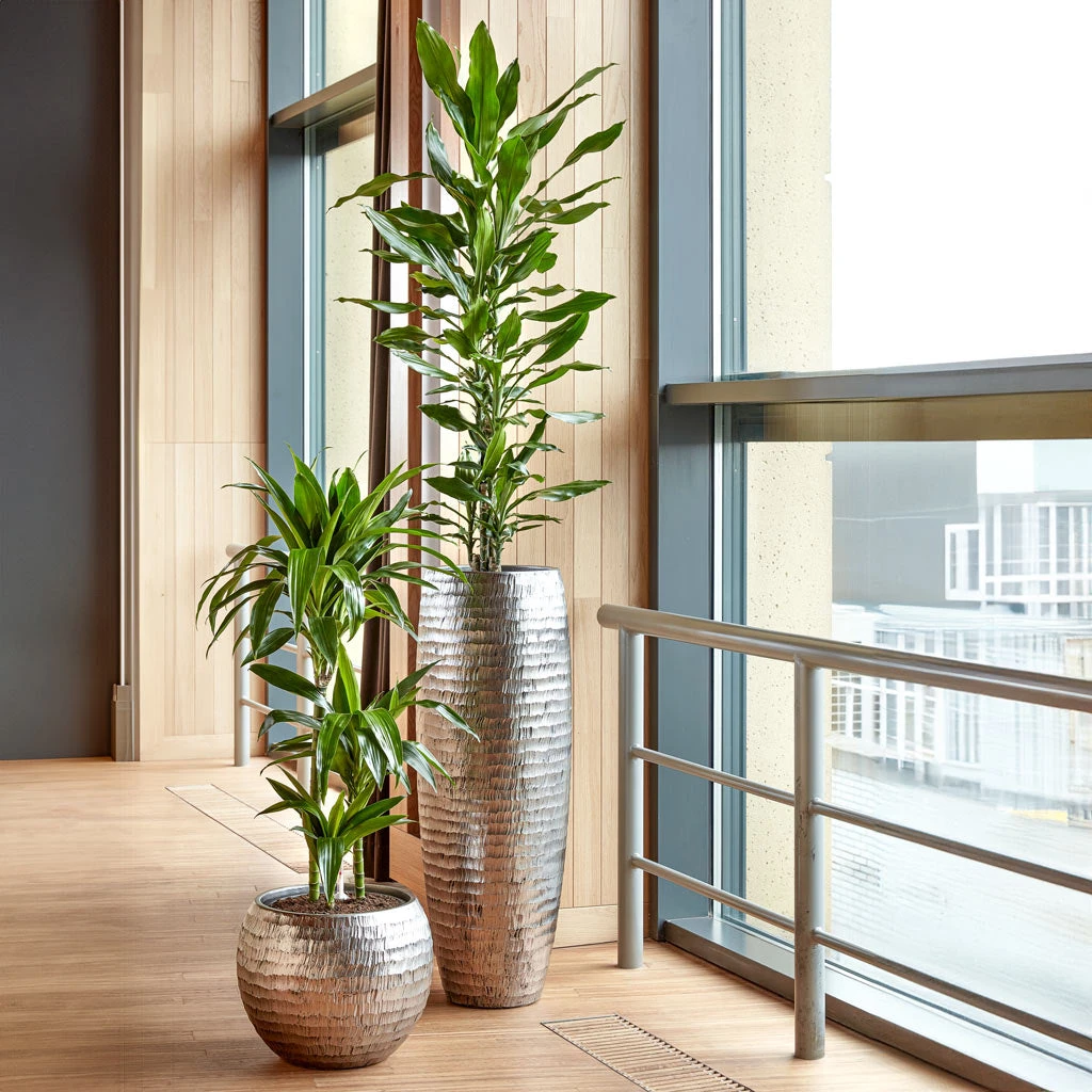 Opus Hammered Partner Planter - Silver 4 Opus Hammered Partner Planter - Silver - Image 2