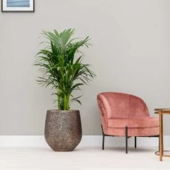 Opus Hit Darcy Planter - Gold -Greencore Store Opus Hit Darcy Planter Gold Kentia Palm Indoor Plant