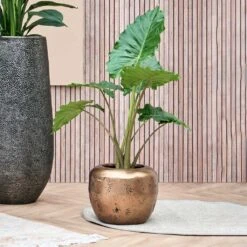 Opus Raw Couple Planter - Gold -Greencore Store Opus Raw Couple Planter Gold