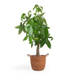 Pachira Aquatica - Money Tree -Greencore Store Pachira aquatica Money Tree 12x35cm Nelis Plant Basket Camel 28x27cm