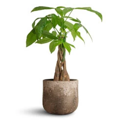 Pachira Aquatica - Money Tree -Greencore Store Pachira aquatica Money Tree 12x40cm Albero Plant Pot Cement 16x14cm 969eb05f c41d 4339 aa79 758a071afd3e