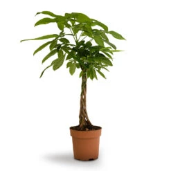 Pachira Aquatica - Money Tree -Greencore Store Pachira aquatica Money Tree 17x60cm