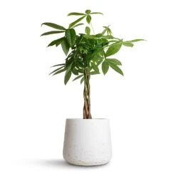 Pachira Aquatica - Money Tree -Greencore Store Pachira aquatica Money Tree 17x70cm Patt Plant Pot White Washed 23x20cm