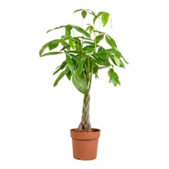 Pachira Aquatica - Money Tree -Greencore Store Pachira aquatica Money Tree 24x135cm