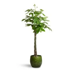 Pachira Aquatica - Money Tree -Greencore Store Pachira aquatica Money Tree 24x140cm Aimee Plant Pot Pear 38x34cm 2