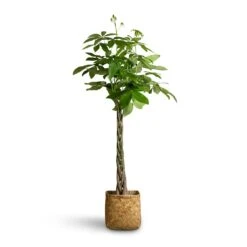 Pachira Aquatica - Money Tree -Greencore Store Pachira aquatica Money Tree 24x140cm Kobe Bamboo Planter 30x30x31cm