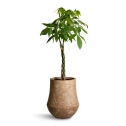 Polystone Coated Darcy Planter - Rock 13 Polystone Coated Darcy Planter - Rock -Greencore Store Pachira aquatica Money Tree 27x140cm Polystone Coated Darcy Planter Rock 47x56.5cm 25c597d1 04bc 4f86 a467 e7d20b668b97