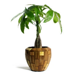 Facets Couple Planter - Jenga -Greencore Store Pachira aquatica Money Tree Facets Couple Planter Jenga