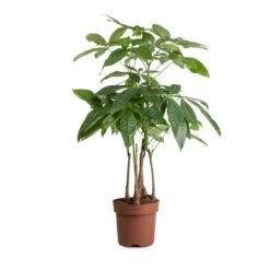 Pachira Aquatica - Multi Stem - Money Tree -Greencore Store Pachira aquatica MultI Stem Money Tree 17x65cm 2