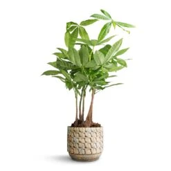 Pachira Aquatica - Multi Stem - Money Tree -Greencore Store Pachira aquatica Multi Stem Money Tree 17x65cm Jim Plant Pot Shell 19x16cm 5eba2cb7 6254 43ff b696 fa60b4b2b090