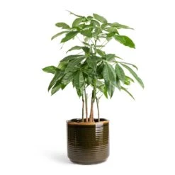 Pachira Aquatica - Multi Stem - Money Tree -Greencore Store Pachira aquatica Multi Stem Money Tree 17x65cm Jordy Plant Pot Forest Green 23x21cm