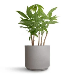 Pachira Aquatica - Multi Stem - Money Tree -Greencore Store Pachira aquatica Multi Stem Money Tree 17x65cm Leon Plant Pot Cement 22x19.5cm cd28d002 51ad 413d aa8b b9e286f204cd