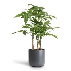 Pachira Aquatica - Multi Stem - Money Tree -Greencore Store Pachira aquatica Multi Stem Money Tree 17x65cm Lisbon Plant Pot Charcoal 21x21cm