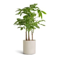 Puk Refined Planter - Natural White 15 Puk Refined Planter - Natural White -Greencore Store Pachira aquatica Multi Stem Money Tree 17x65cm Puk Refined Planter Natural White 20x20cm