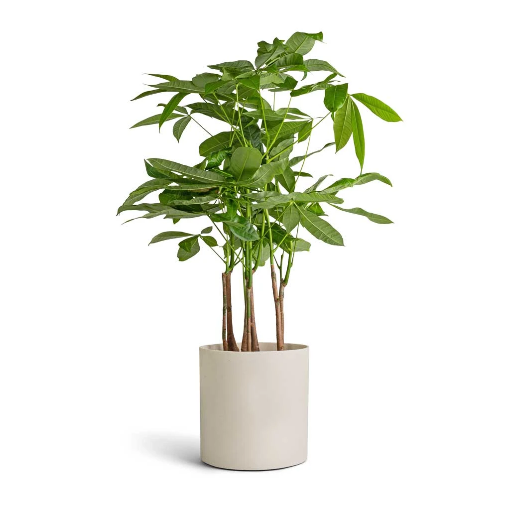 Puk Refined Planter - Natural White 6 Puk Refined Planter - Natural White - Image 4