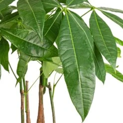 Pachira Aquatica - Multi Stem - Money Tree -Greencore Store Pachira aquatica Multi Stem Money Tree 17x65cm SWATCH 3