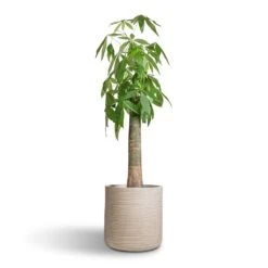 Dune Cylinder Planter - Oat 16 Dune Cylinder Planter - Oat -Greencore Store Pachira aquatica Thick Trunk Money Tree 26x140cm Dune Cylinder Planter Oat 38x37cm