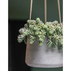 Patt Hanging Plant Pot - Grey Washed -Greencore Store Patt Hanging Plant Pot Grey Washed Succulent
