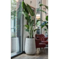 Patt High Plant Vase - Ridged Cement -Greencore Store Patt High Plant Vase Ridged Cement Strelitzia Houseplant