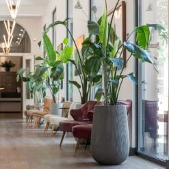 Patt High Plant Vase - Ridged Dark Grey -Greencore Store Patt High Plant Vase Ridged Dark Grey Strelitzia Houseplant