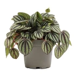 Peperomia Piccolo Banda -Greencore Store Peperomia Piccolo Banda 10.5x20cm