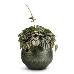 Peperomia Piccolo Banda -Greencore Store Peperomia Piccolo Banda 10.5x20cm Noor Plant Pot Velvet Green 16x13cm 1cbd8962 4dc5 41de 9bb1 b791e93c17fa
