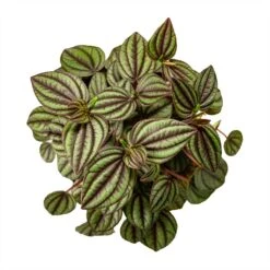 Peperomia Piccolo Banda -Greencore Store Peperomia Piccolo Banda Houseplant 10.5x20cm Birdseye